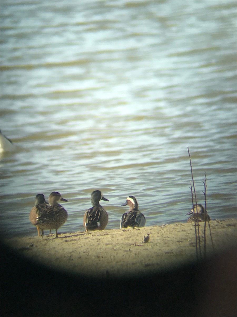 čírka modrá - ML146546931