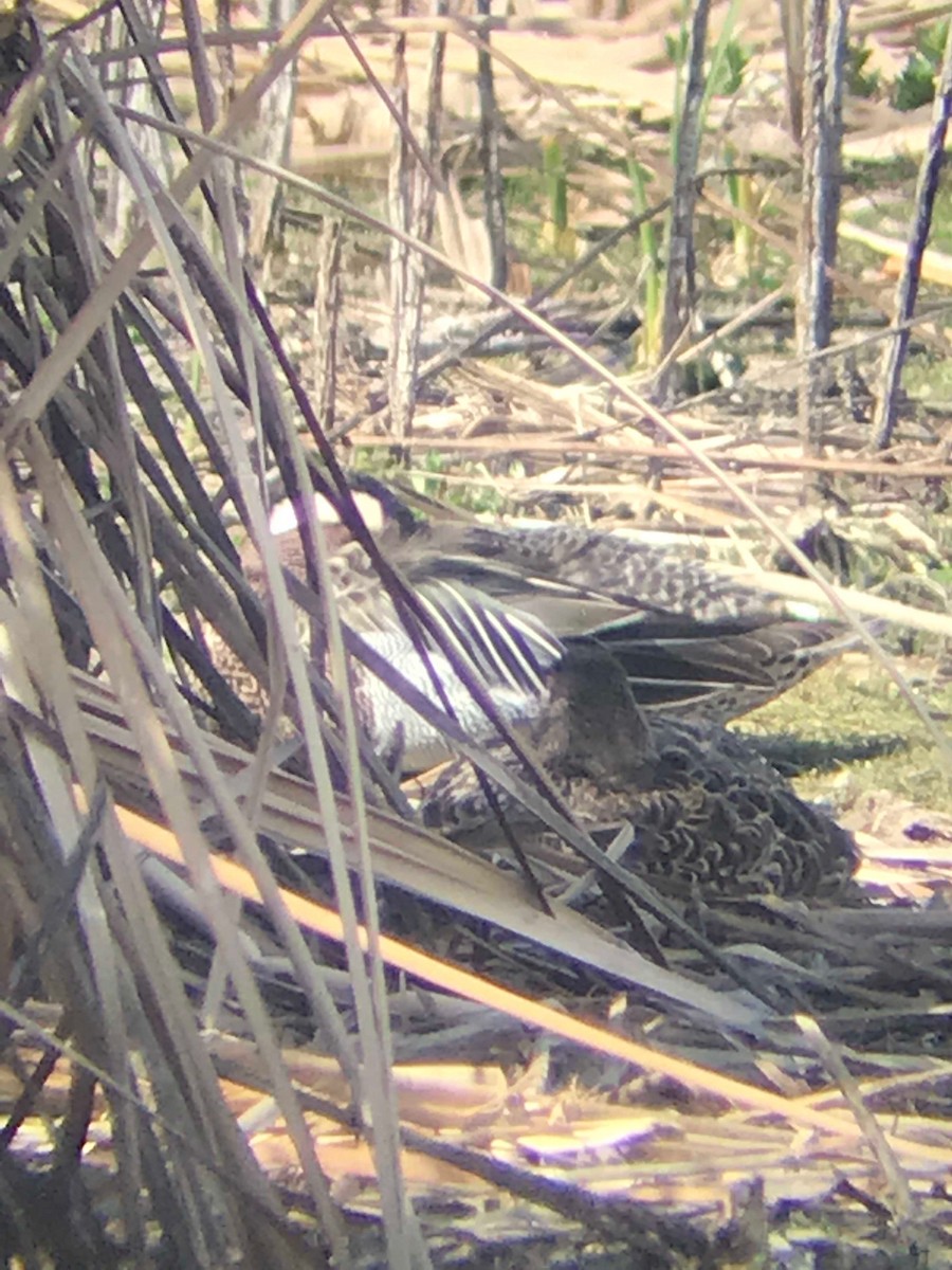 čírka modrá - ML146546941