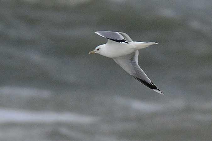 Common Gull - ML146547151