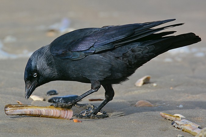 Eurasian Jackdaw - ML146547551