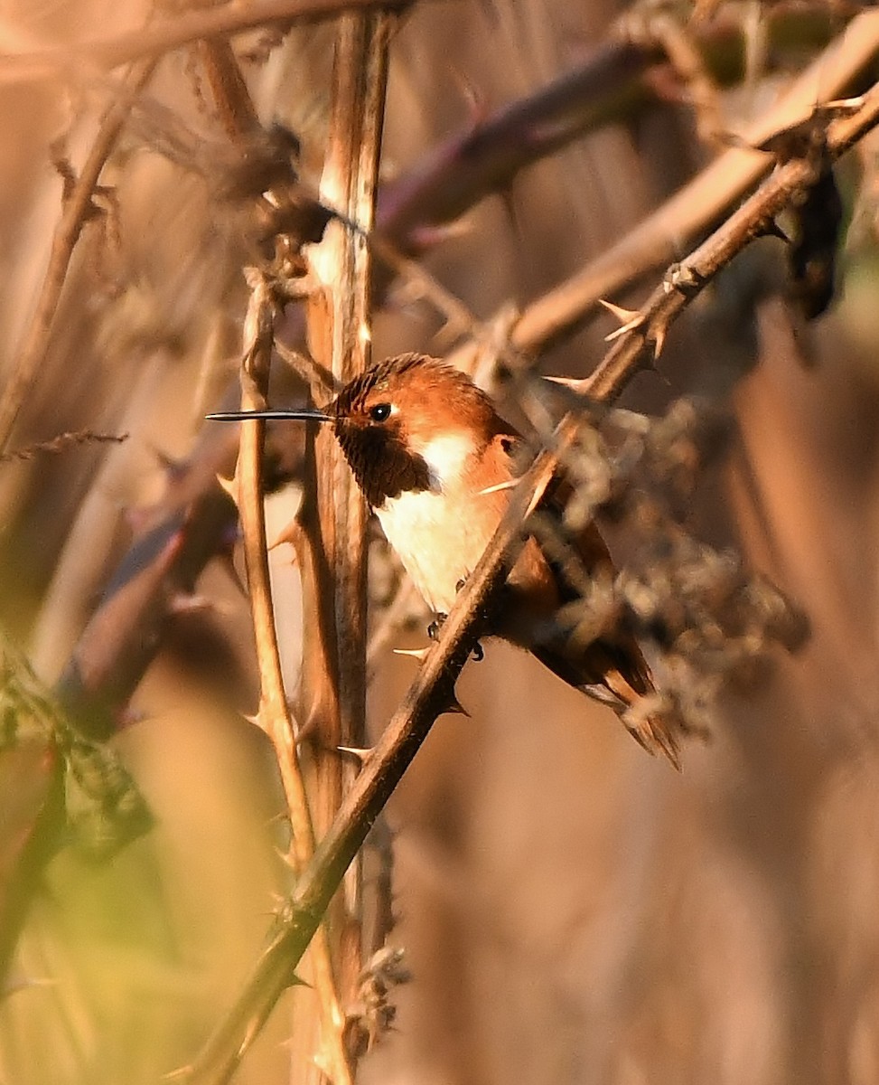 Rufous Hummingbird - Rachel Hudson