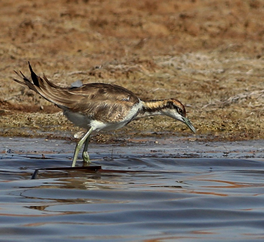 Pheasant-tailed Jacana - ML146548851