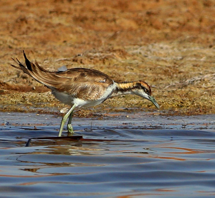 Pheasant-tailed Jacana - ML146548861