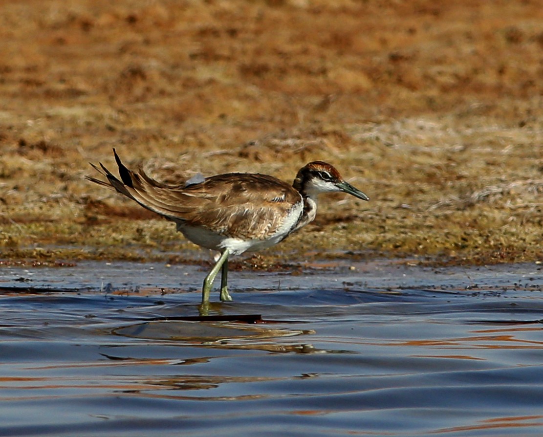 Pheasant-tailed Jacana - ML146548871