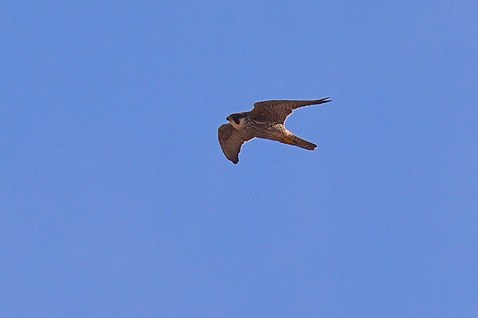 Peregrine Falcon - ML146549241