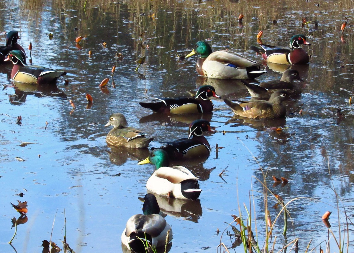 Wood Duck - Eric Walther