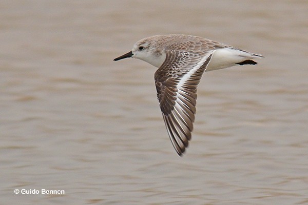 Sanderling - ML146550541