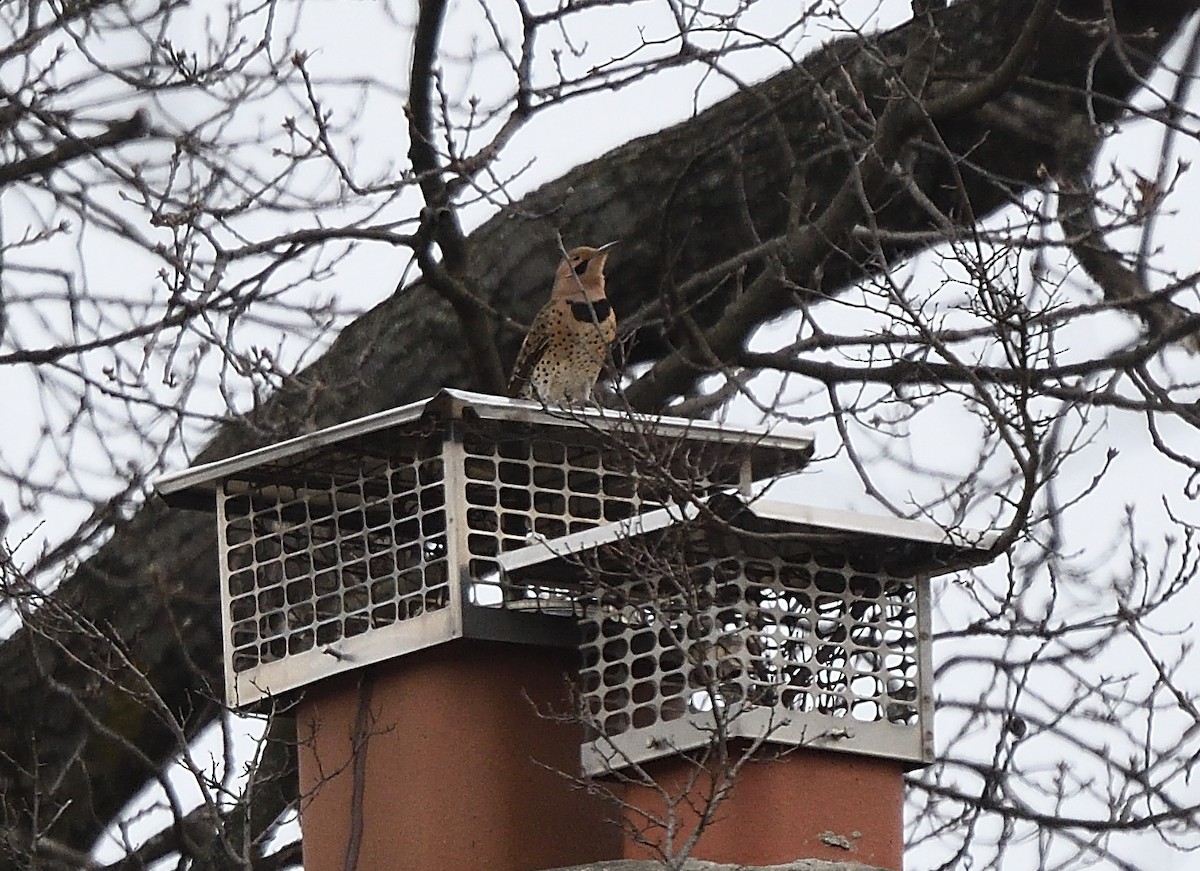 Northern Flicker - ML146550761
