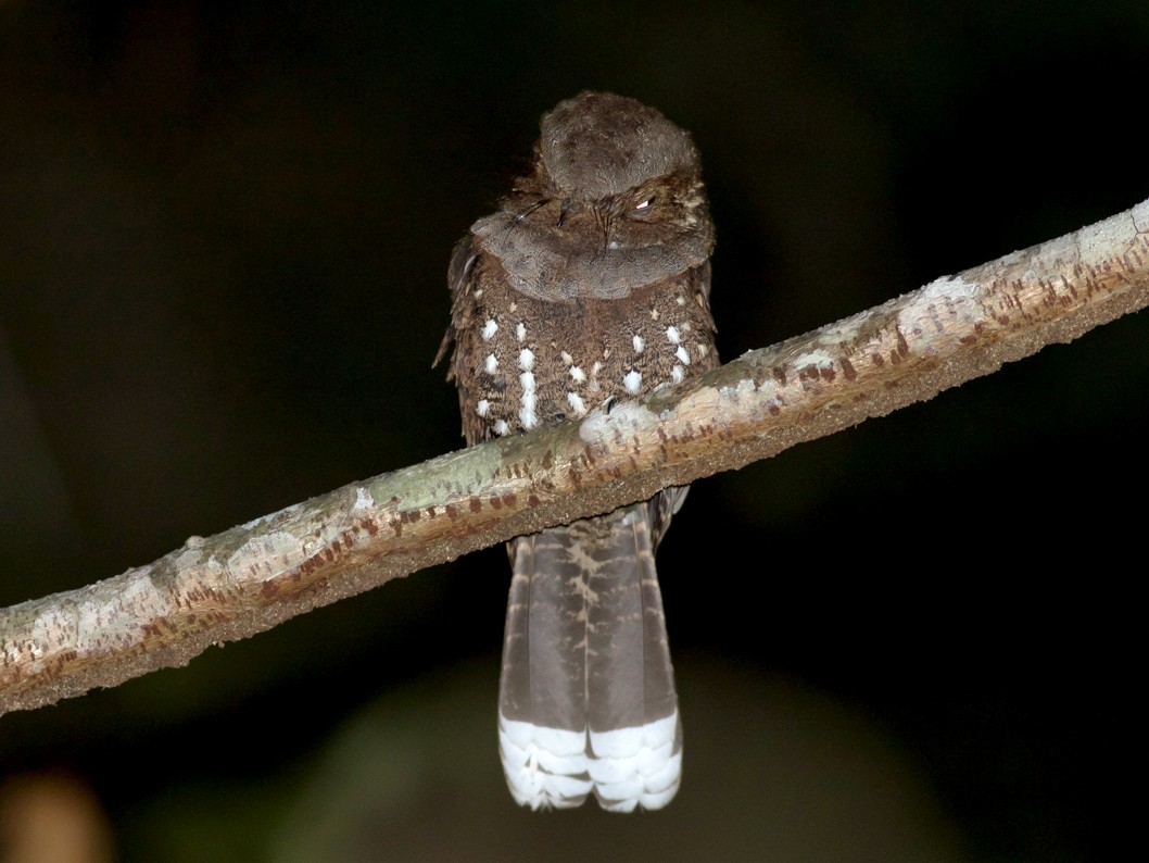 Photos - Ocellated Poorwill - Nyctiphrynus ocellatus - Birds of the World