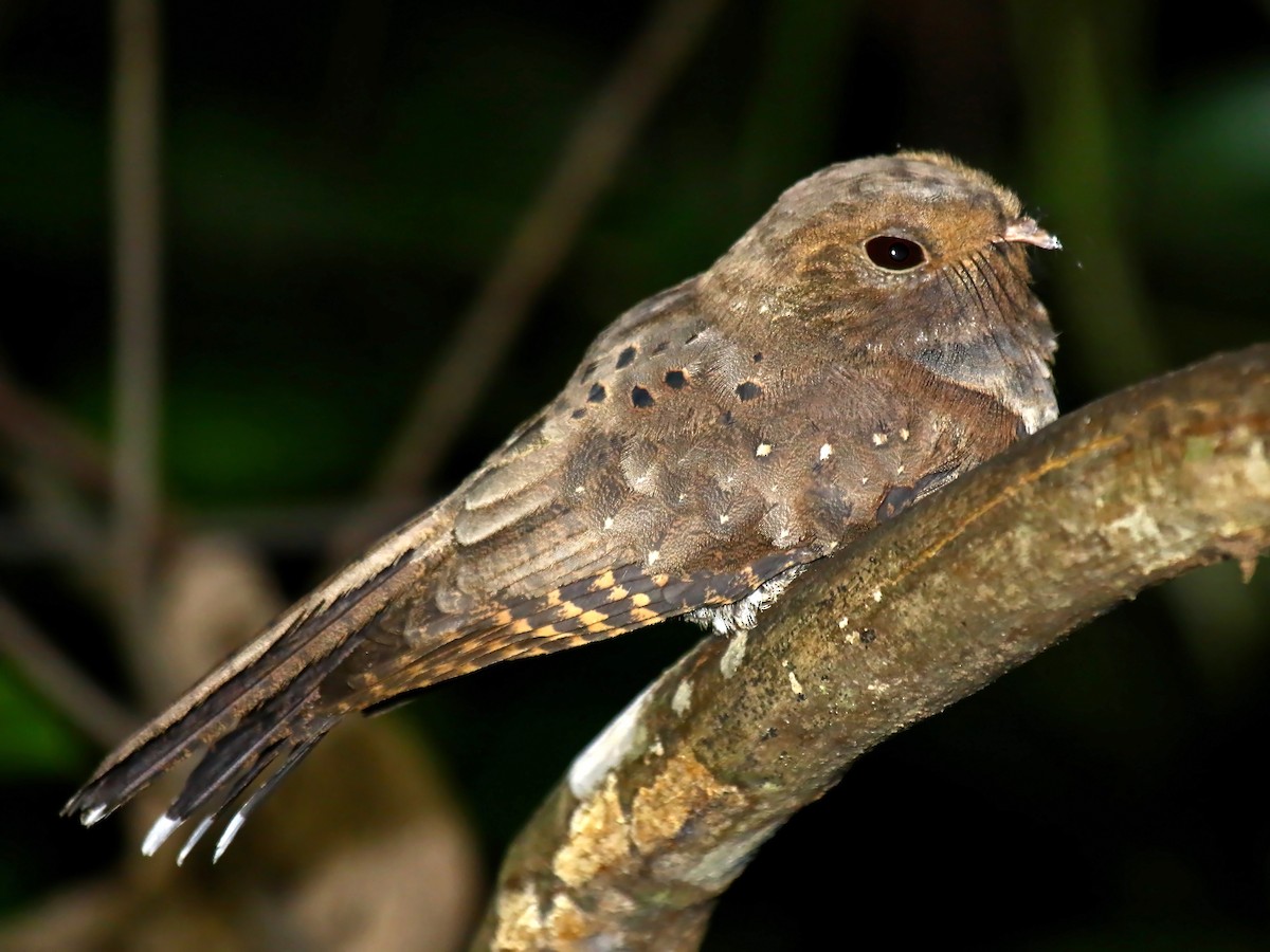 Photos - Ocellated Poorwill - Nyctiphrynus ocellatus - Birds of the World