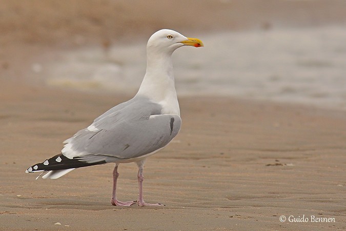 Herring Gull - ML146551111