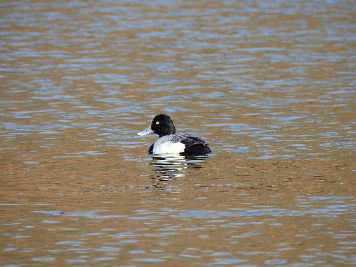 Lesser Scaup - ML146551511