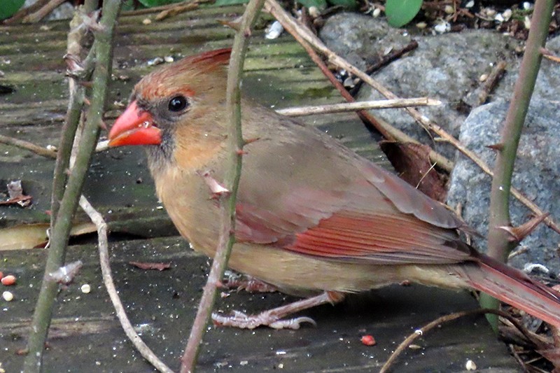 Northern Cardinal - ML146552511