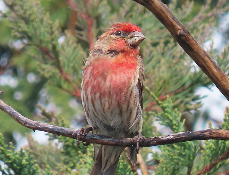 House Finch - ML146552941