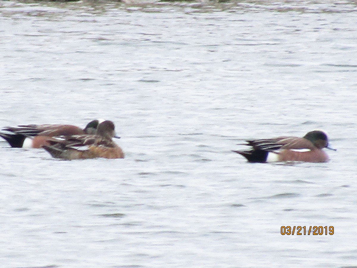 American Wigeon - J Reinhard