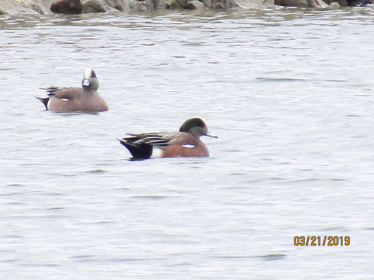 American Wigeon - ML146553491