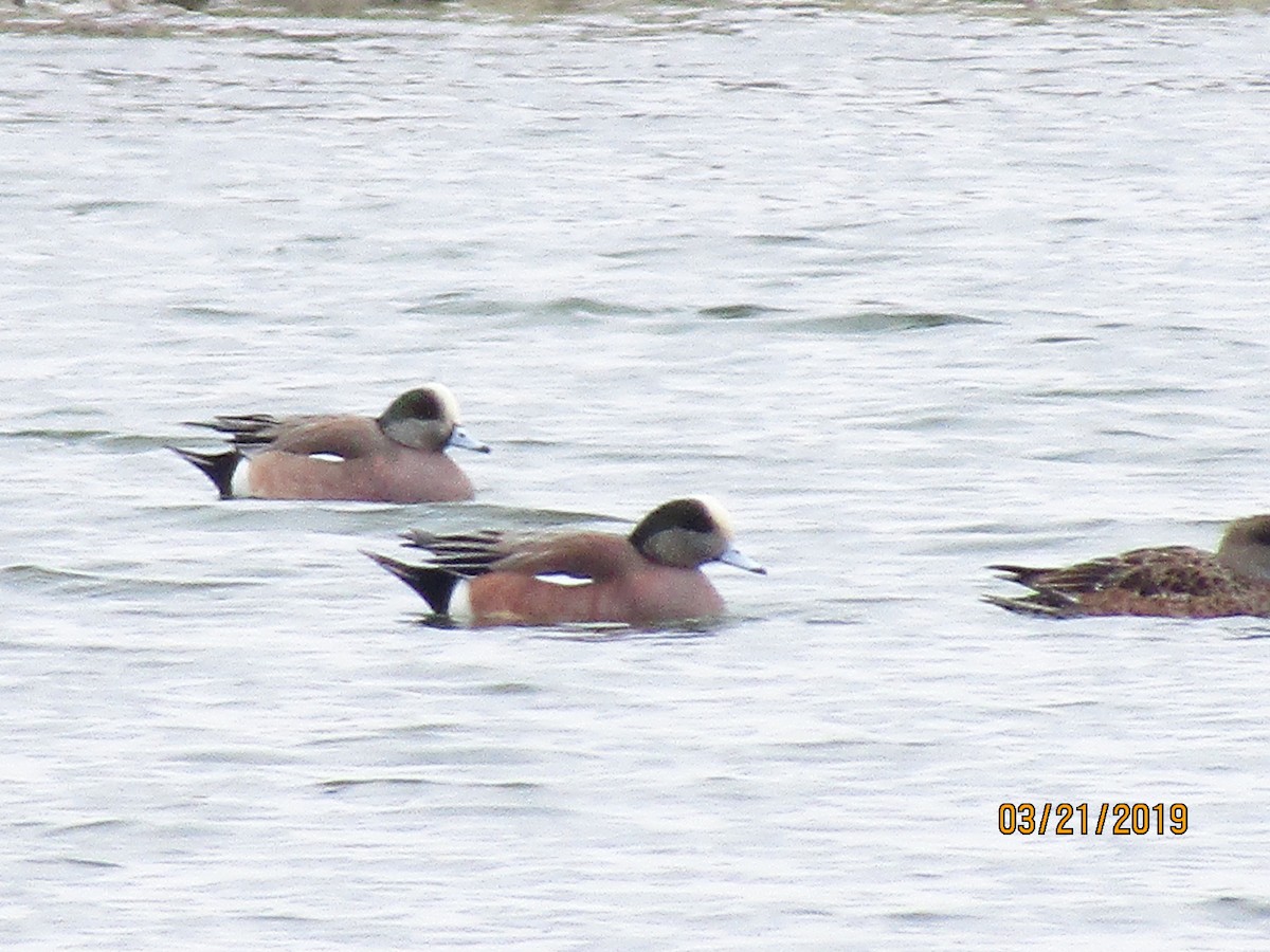 American Wigeon - ML146553531