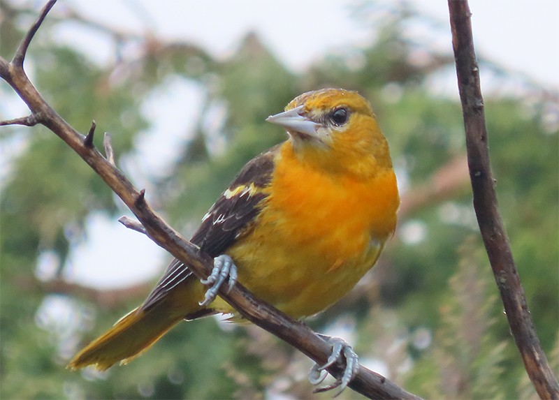 Baltimore Oriole - ML146553571