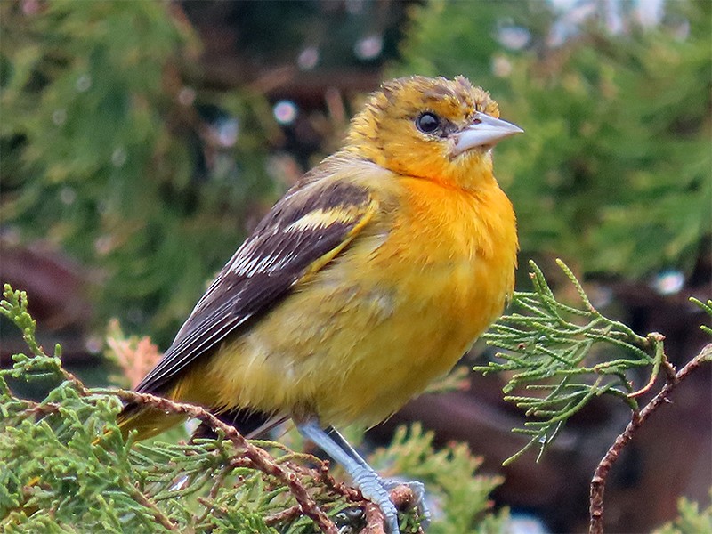 Baltimore Oriole - Karen Lebing