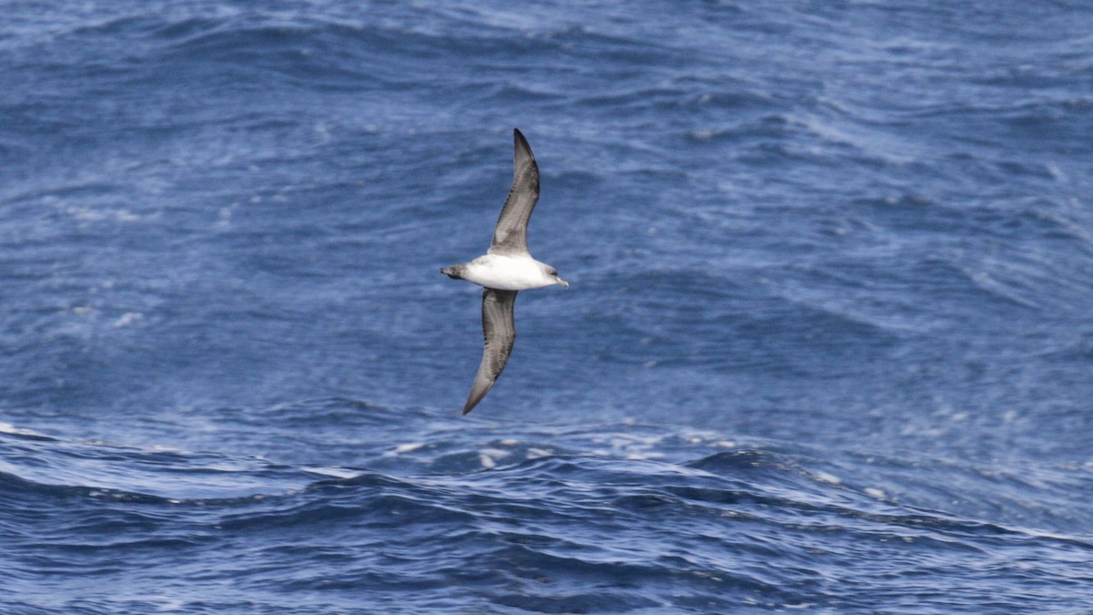 Gray Petrel - ML146554821