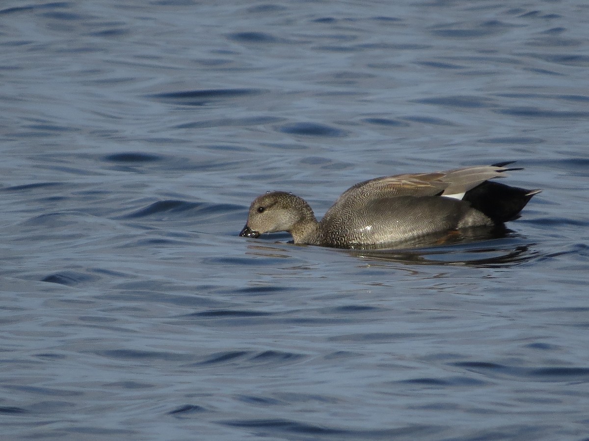 Gadwall - ML146556431