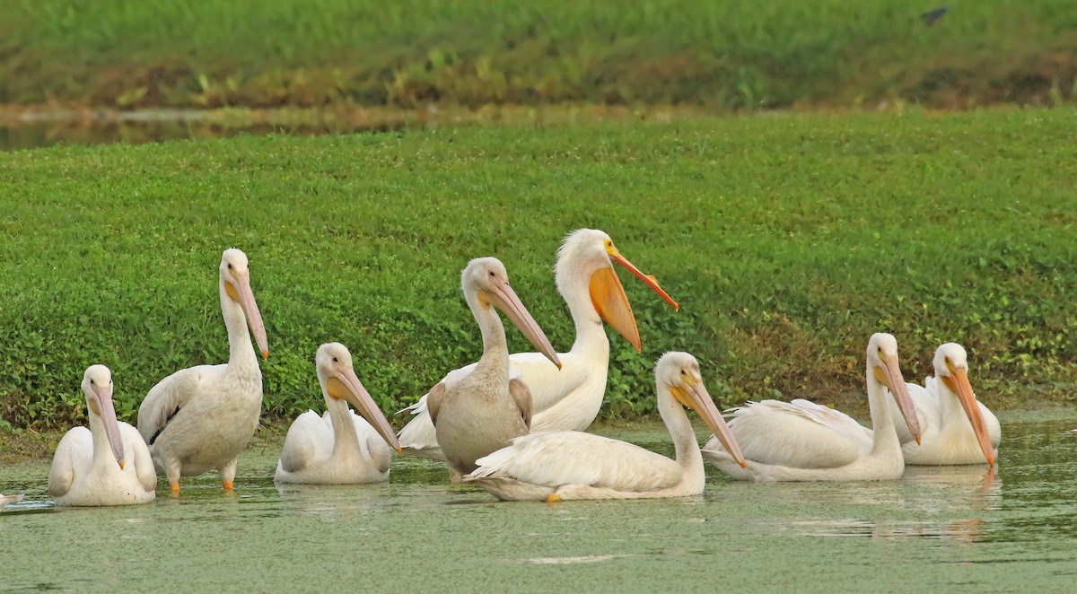 American White Pelican - ML146556441