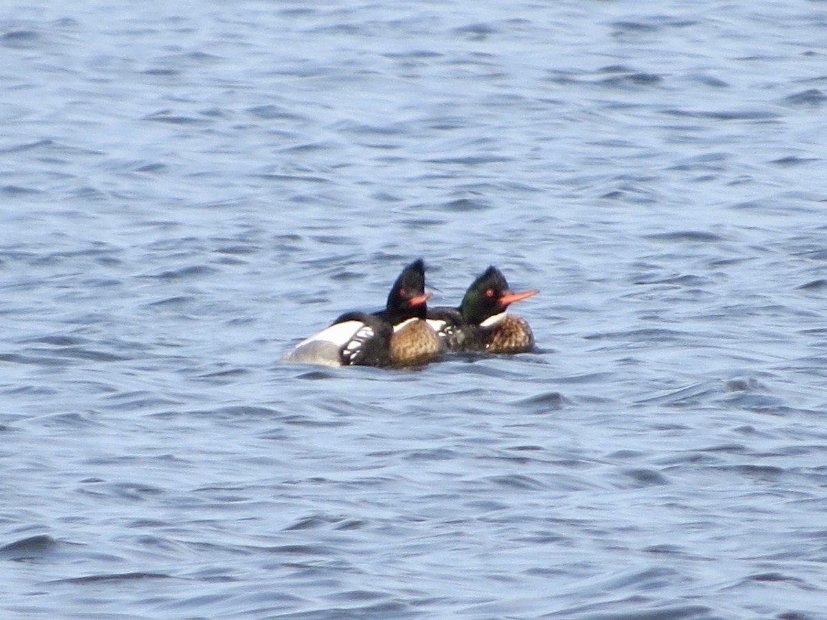 Red-breasted Merganser - ML146556641