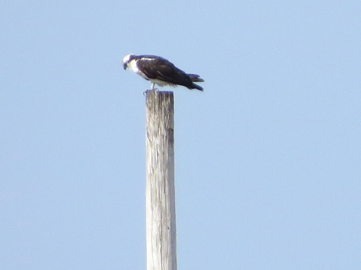 Águila Pescadora - ML146556711