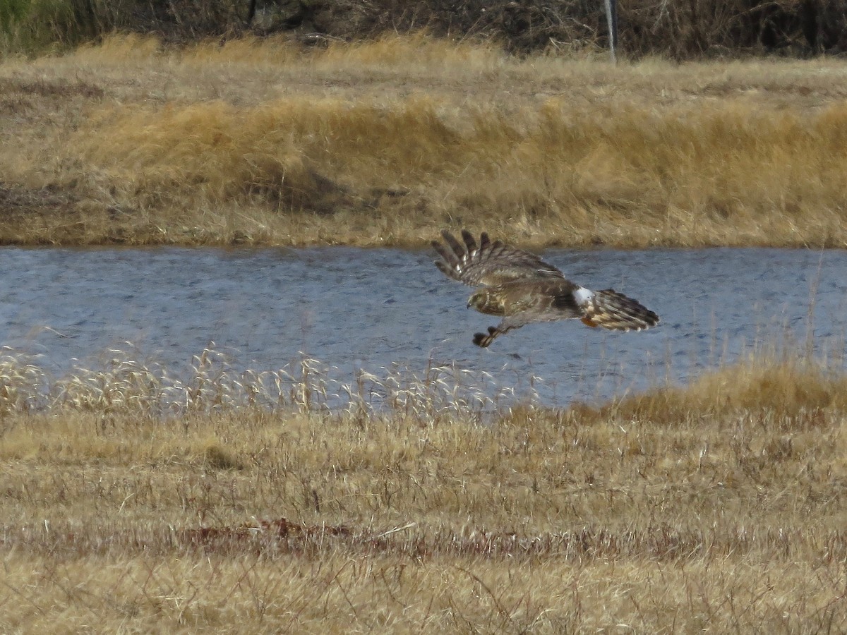 Northern Harrier - ML146556731