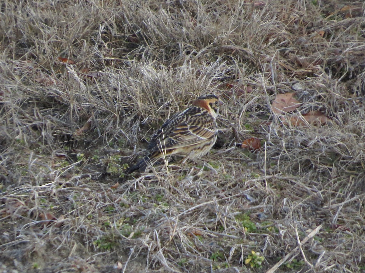 Lapland Longspur - ML146556981