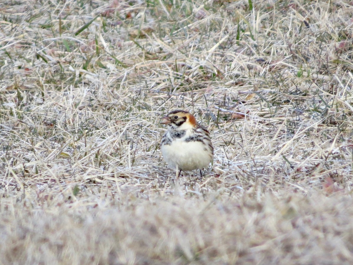 Lapland Longspur - ML146557051