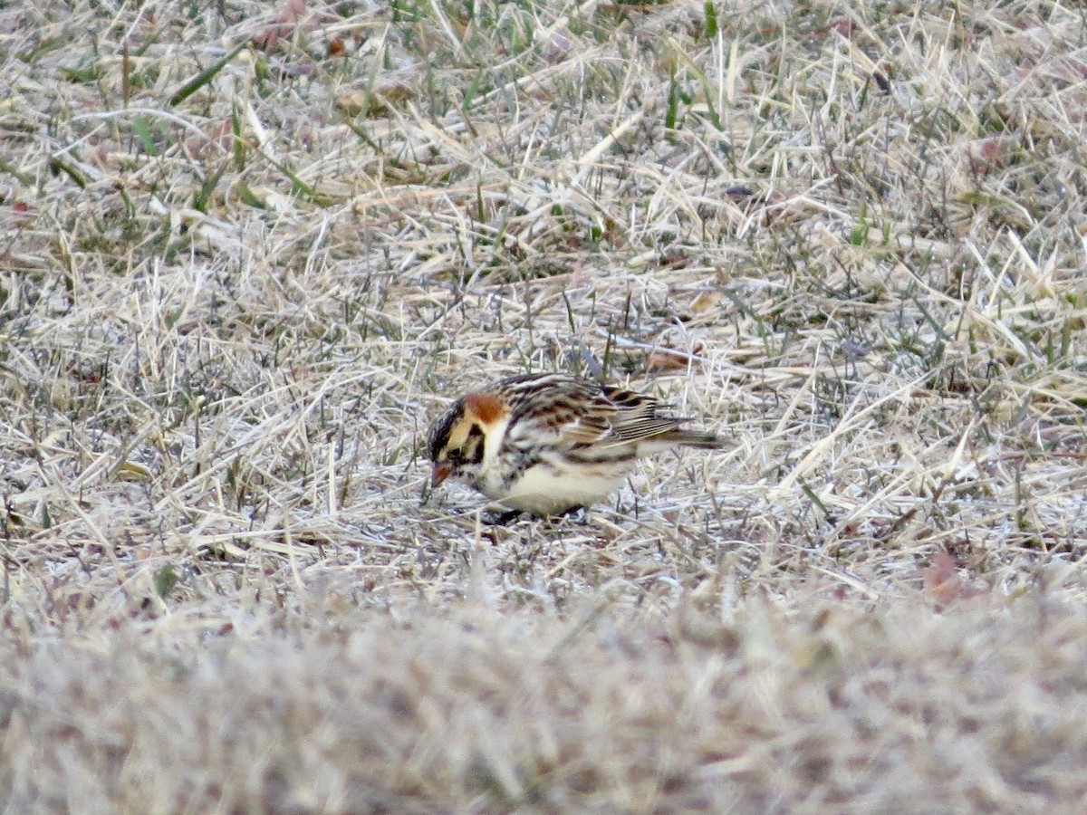 Lapland Longspur - ML146557071