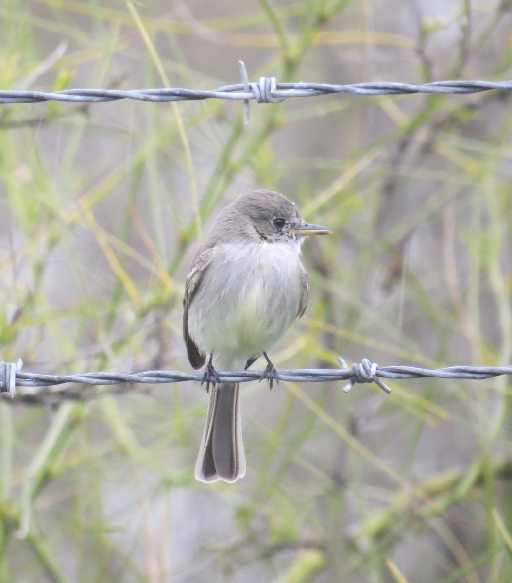 Gray Flycatcher - ML146557381