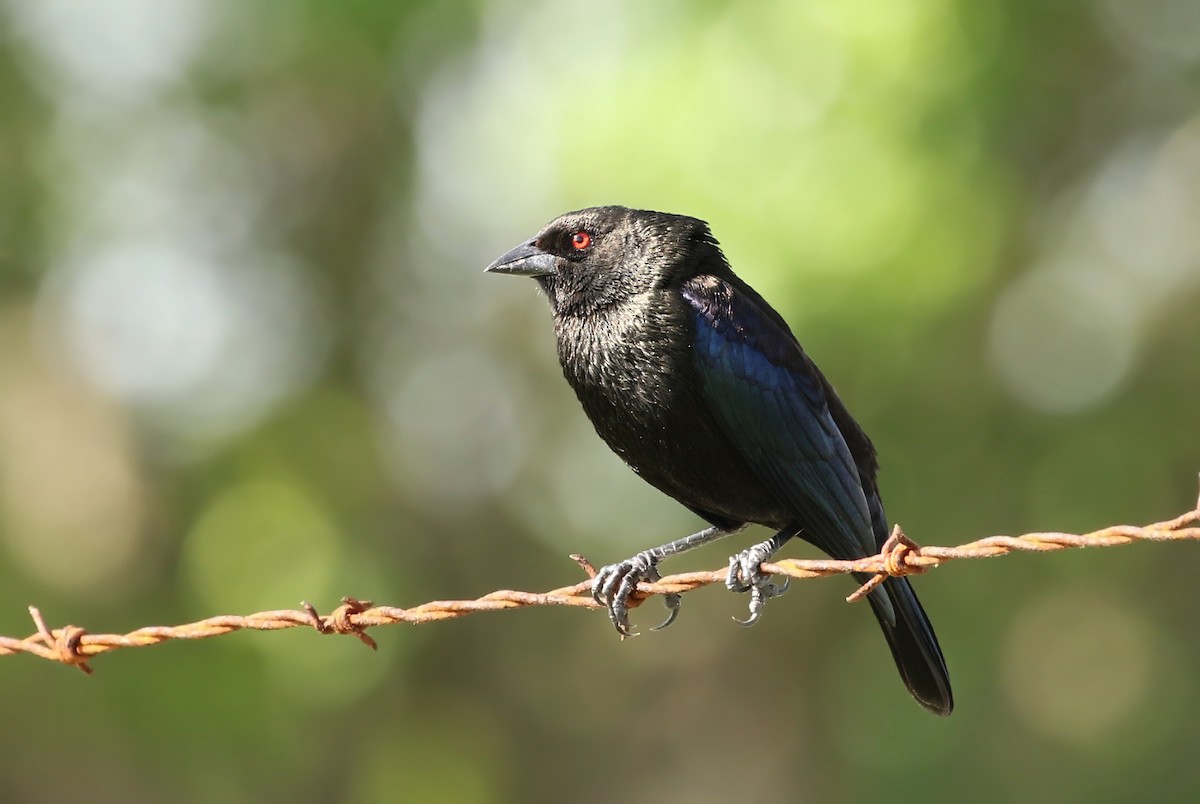 Bronzed Cowbird - ML146557441