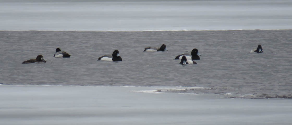 Greater Scaup - ML146557591