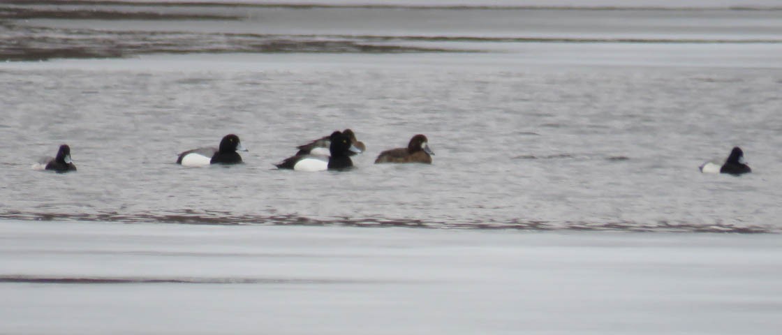 Greater Scaup - ML146557601