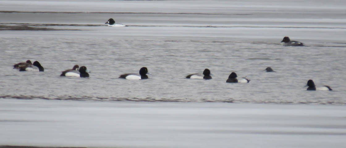 Greater Scaup - ML146557611