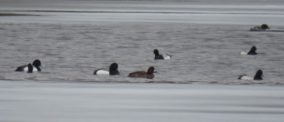 Greater Scaup - ML146557621