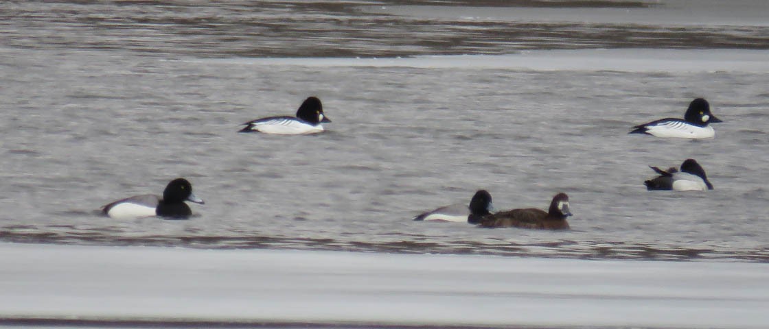 Greater Scaup - ML146557631