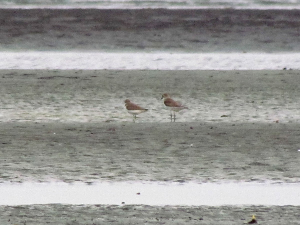 Tibetan Sand-Plover - Guillaume Réthoré