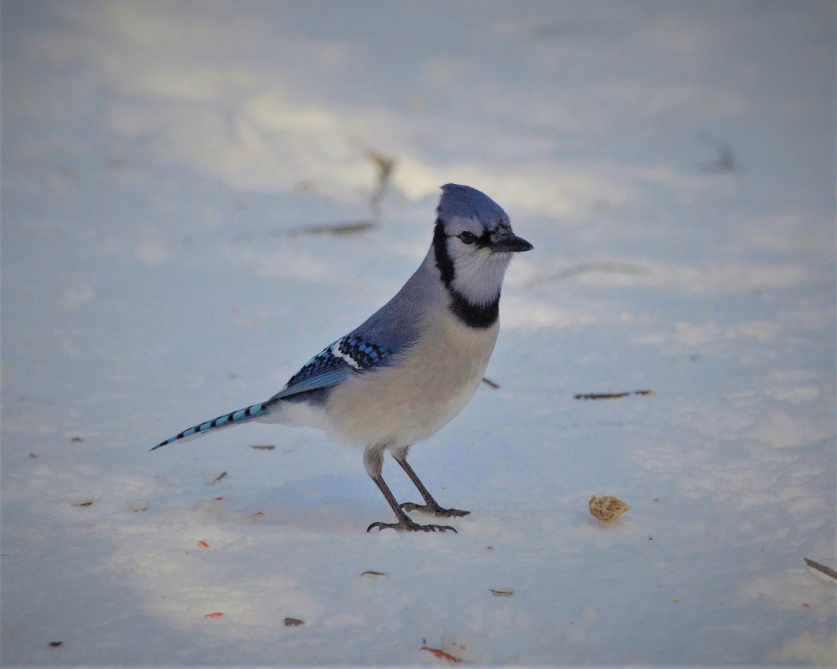 Blue Jay - ML146558141