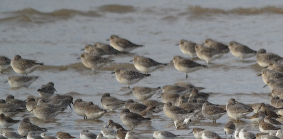 Red Knot - ML146558451