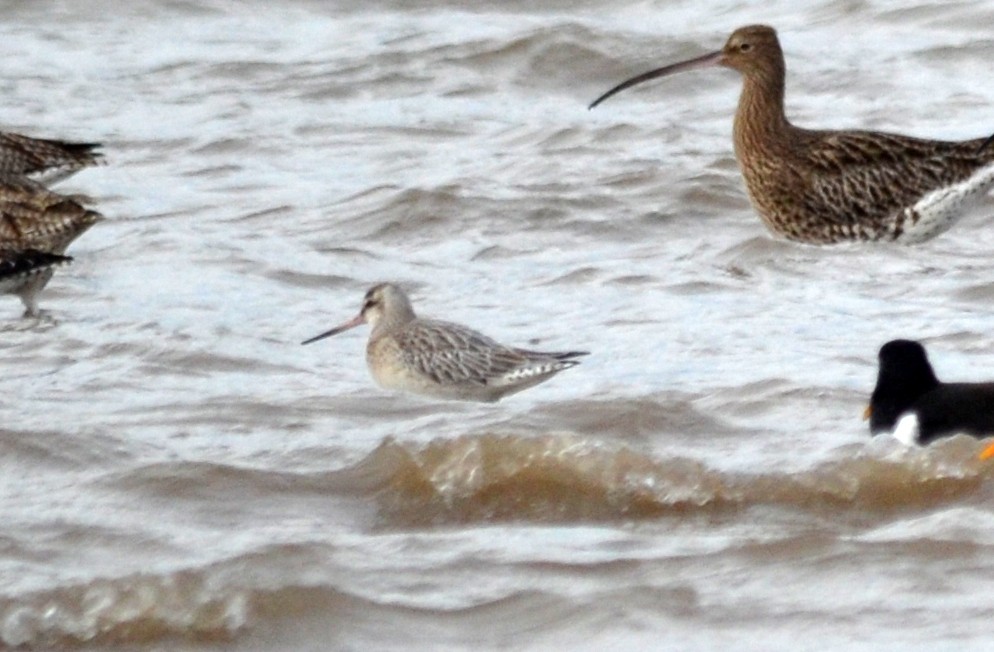 Bar-tailed Godwit - ML146558461