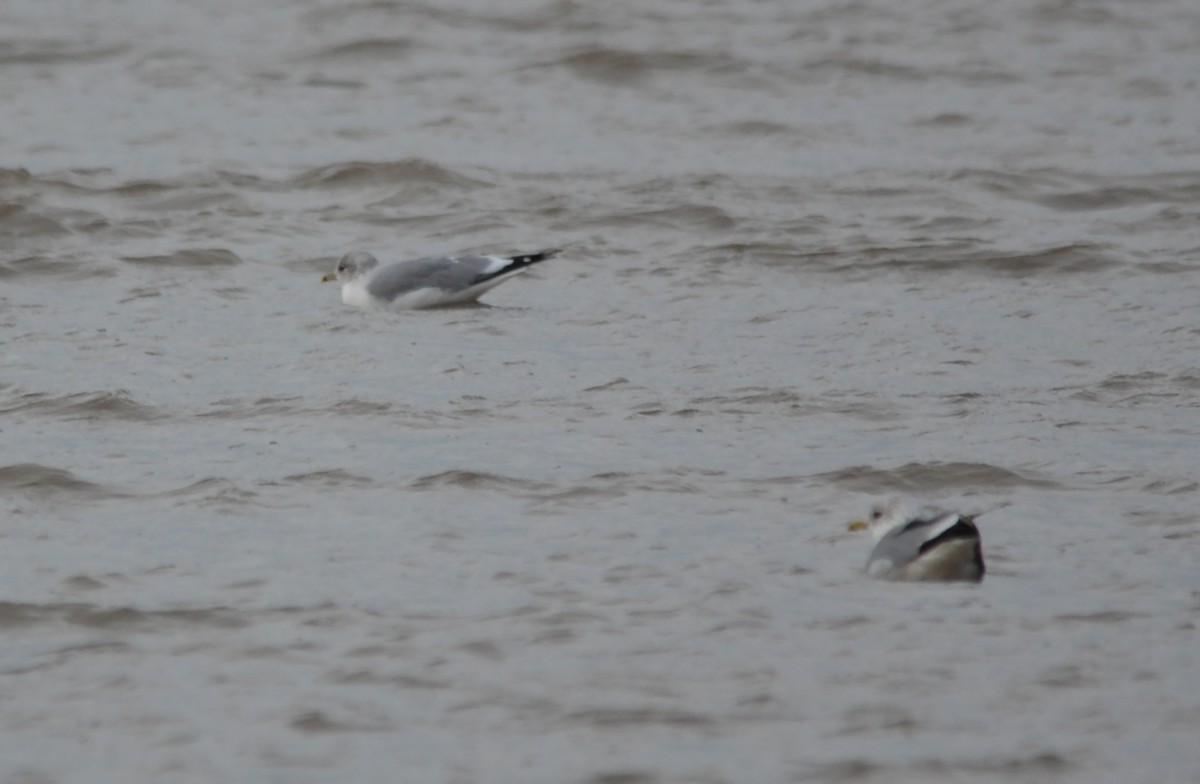 Common Gull - ML146558511