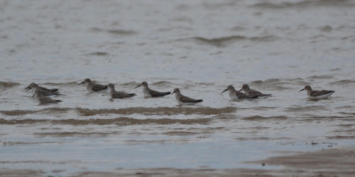 Red Knot - ML146558541