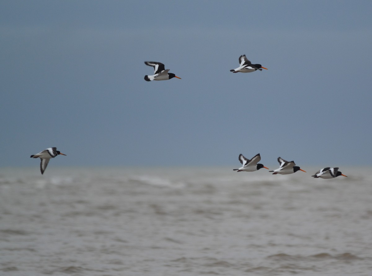 Eurasian Oystercatcher - ML146558791