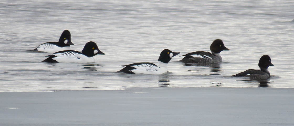 Common Goldeneye - ML146558871