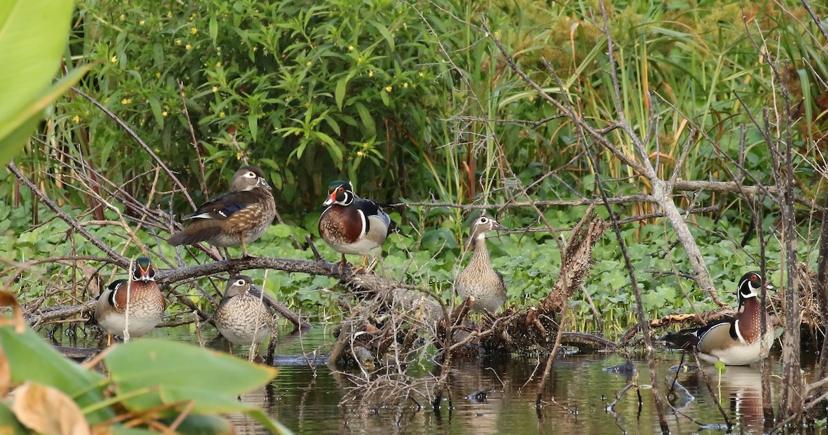 Wood Duck - ML146558921