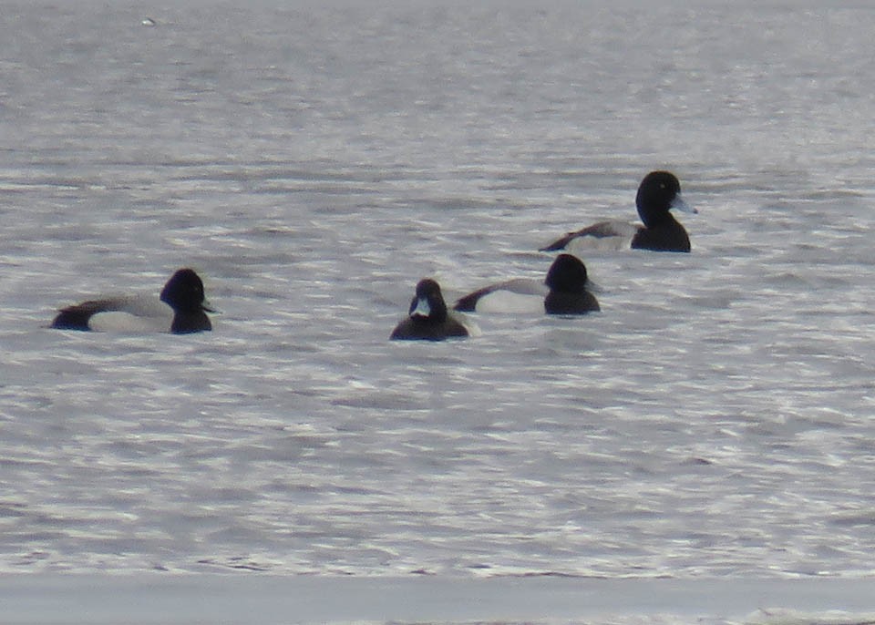 Greater Scaup - ML146559561