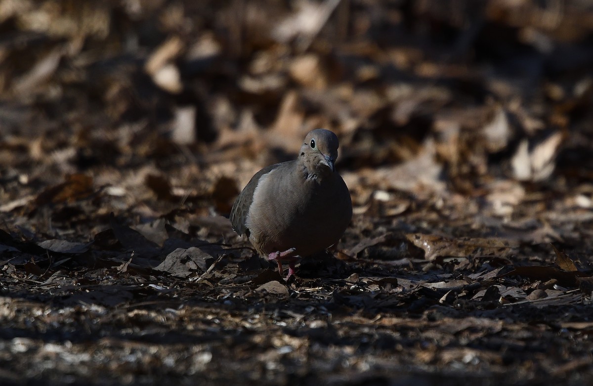 Tourterelle triste - ML146559591